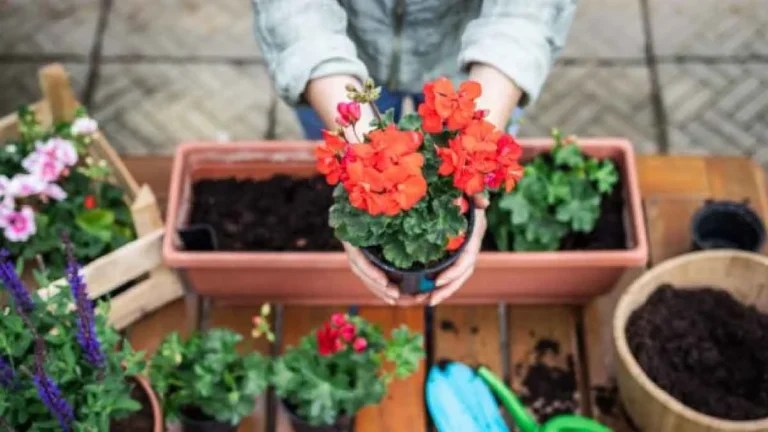 3 gardening tips to have beautiful geraniums in summer!