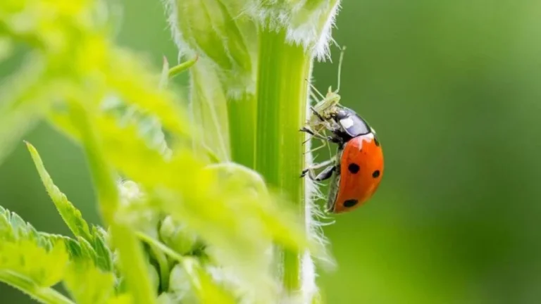 3 precious tips to attract ladybugs to the garden naturally! 