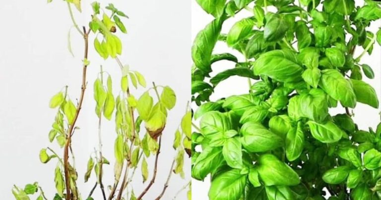 Rotten basil, how to recover it in minutes: the old trick
