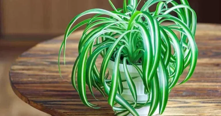 If you have this plant, you’re lucky: here’s why it’s pure gold at home