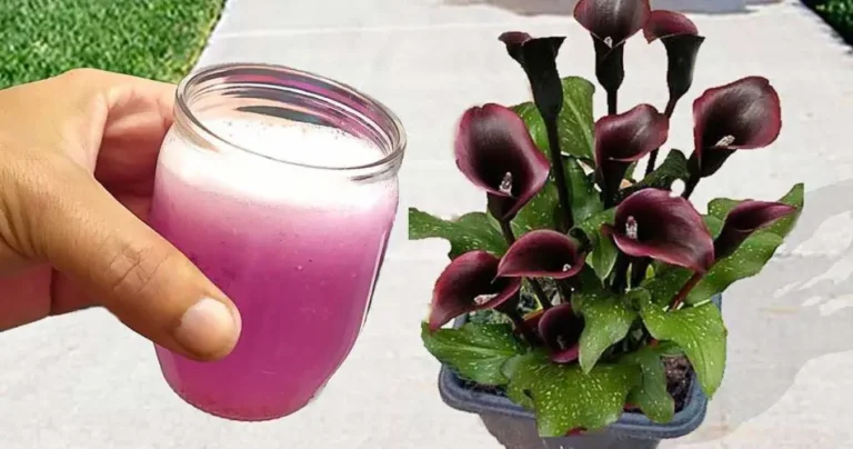 “The Art of Creating a Natural Fertilizer With Apples for a Lush Garden”