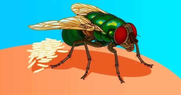 How do you eliminate flies with a bag, water and coins?