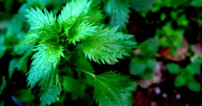 Nettle fertilizer, a precious ally in gardening
