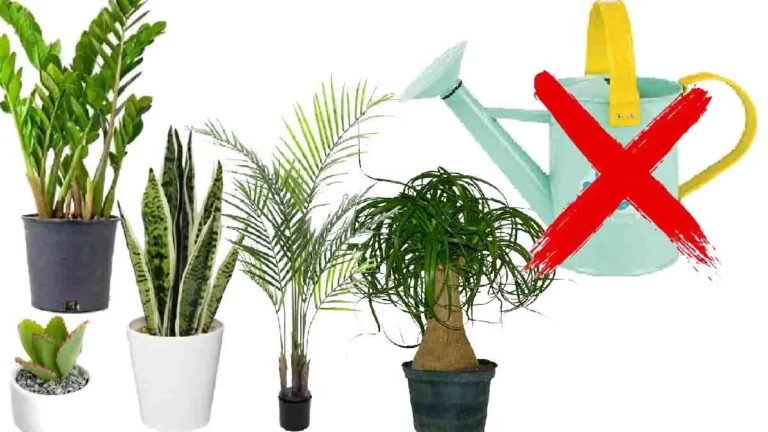 4 beautiful houseplants that are easy to care for and don’t need much water