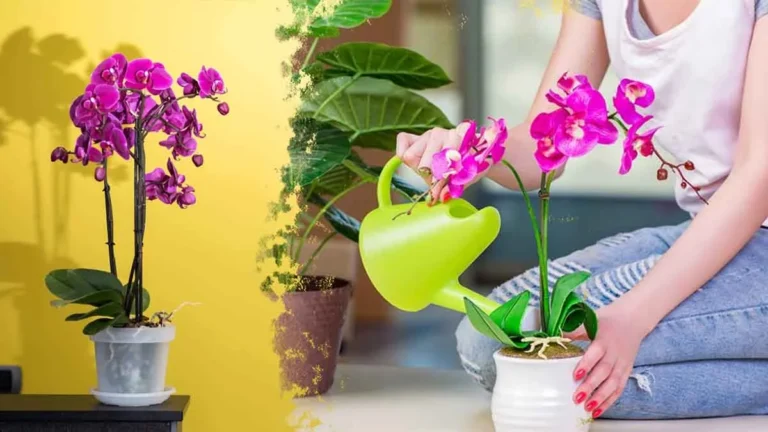 4 ingenious ways to keep your orchid blooming for a long time!