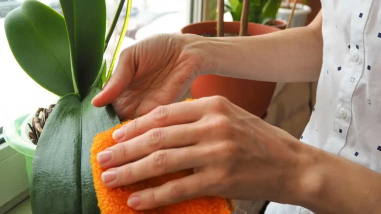 4 reasons why you need to always keep orchid leaves clean