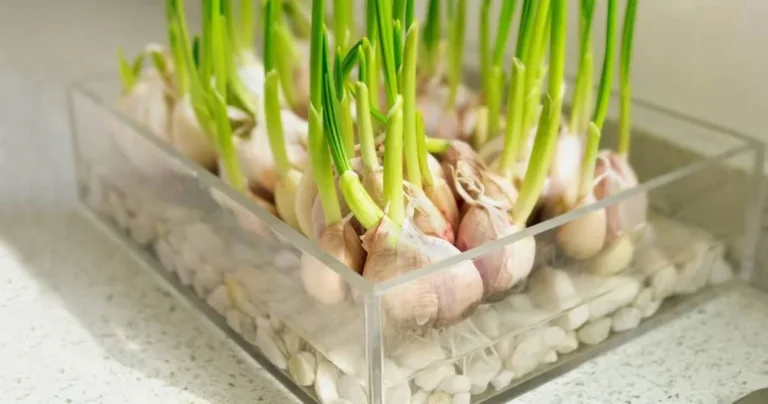 How to grow garlic in water for an endless supply
