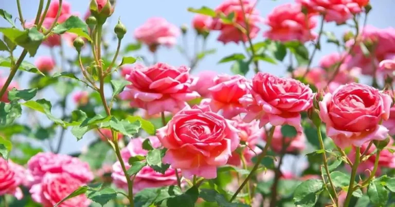 How do you get healthy, flowering roses?