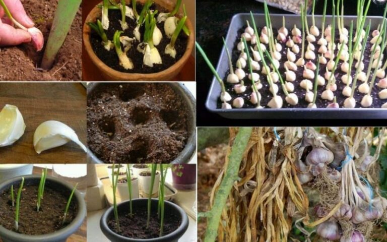 Stop buying garlic: this way you can grow an endless supply at home.