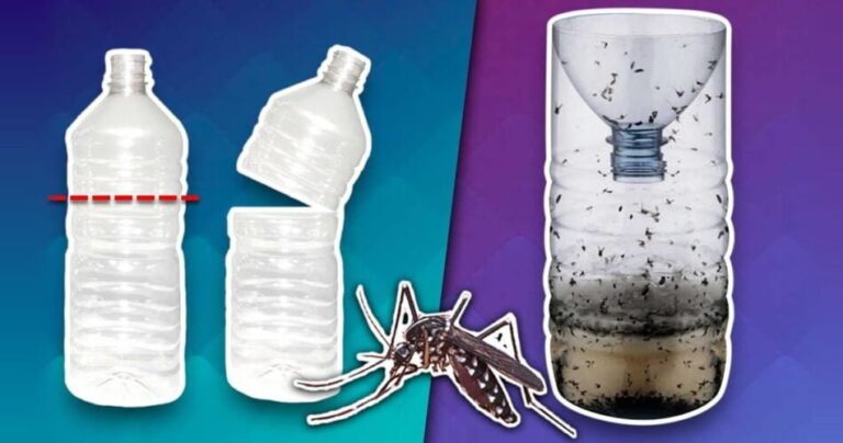 DIY mini mosquito and fly trap, very easy to make