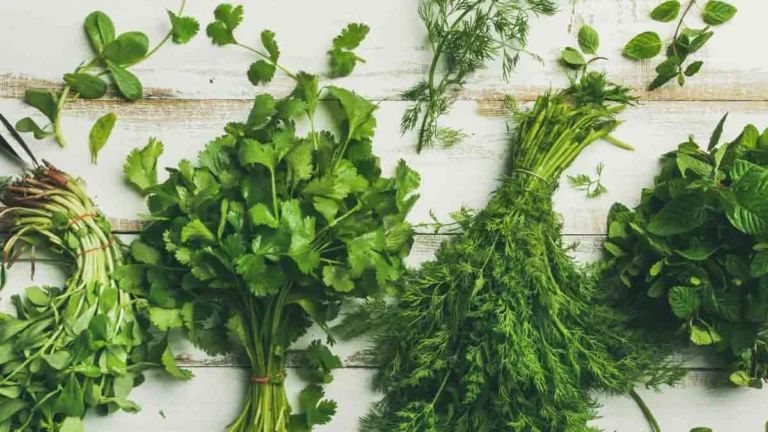 5 great ideas for preserving aromatic herbs for longer!