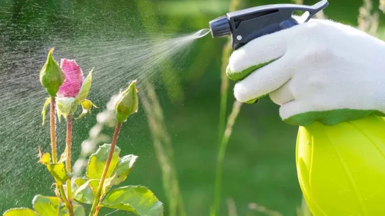 5 unexpected uses of hydrogen peroxide in the garden