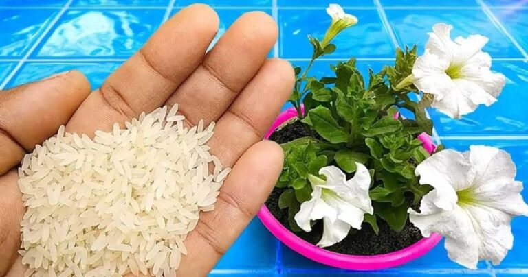 With this natural fertilizer your plants will grow twice as fast
