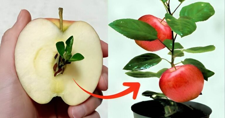 Apple, how to grow a seedling from waste for free: 10 days are enough