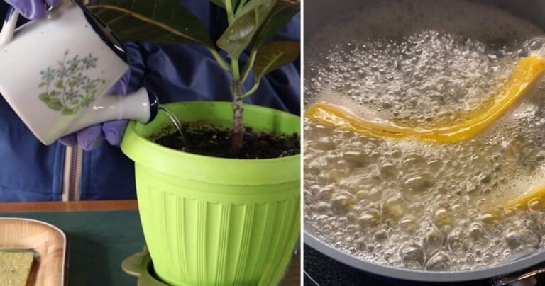 How to prepare “enriched” irrigation water: triples the growth and flowering of plants