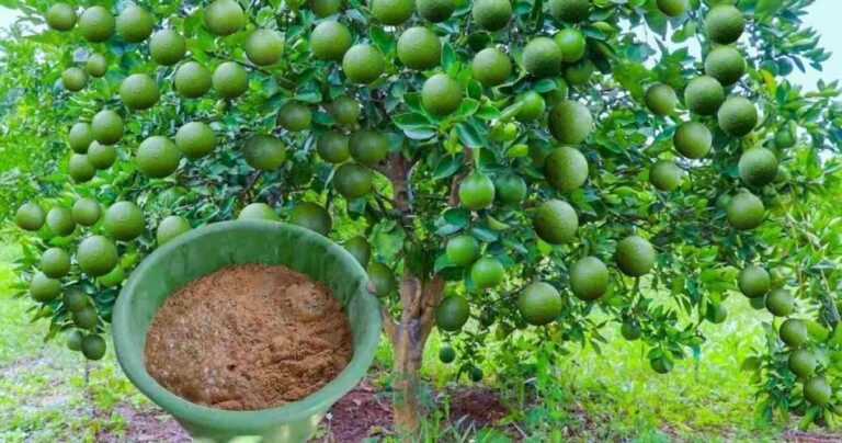 Disproportionate lemon crop, just apply this natural fertilizer