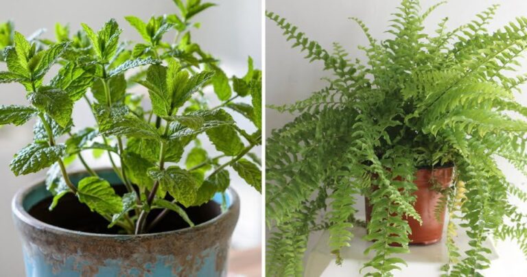 10 plants that absorb humidity and prevent mold on walls