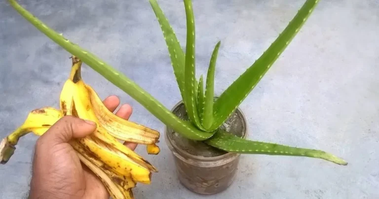 Stop throwing away banana peels. Here are 7 effective ways to use them in the garden