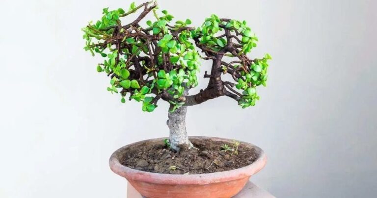 How to plant and care for jade tree? The step by step guide