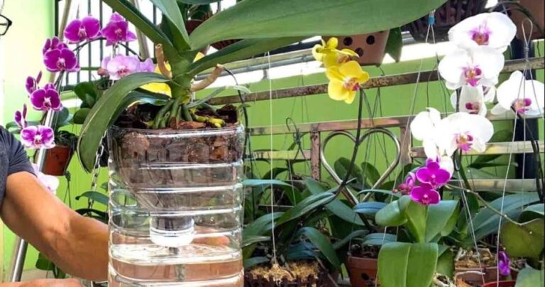 How to grow orchids without watering, so they last a lifetime