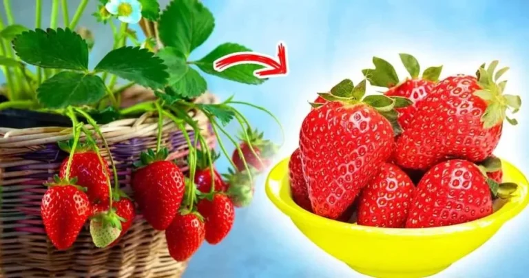 How to grow strawberries at home all year round?