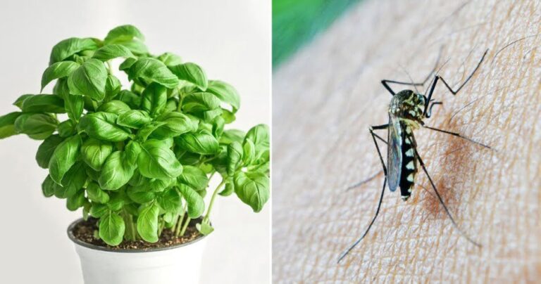 5 plants that keep spiders, ants, flies and mosquitoes away from our homes