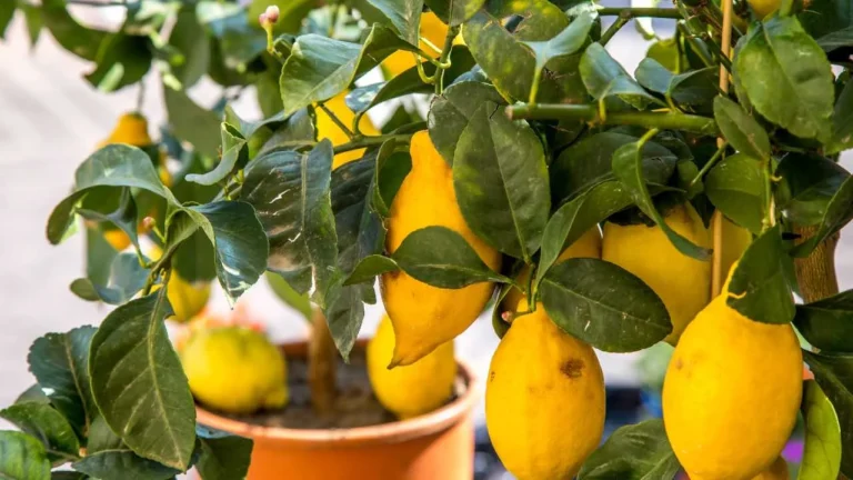 Do you know what happens if you leave lemons attached to the plant? The experts answer