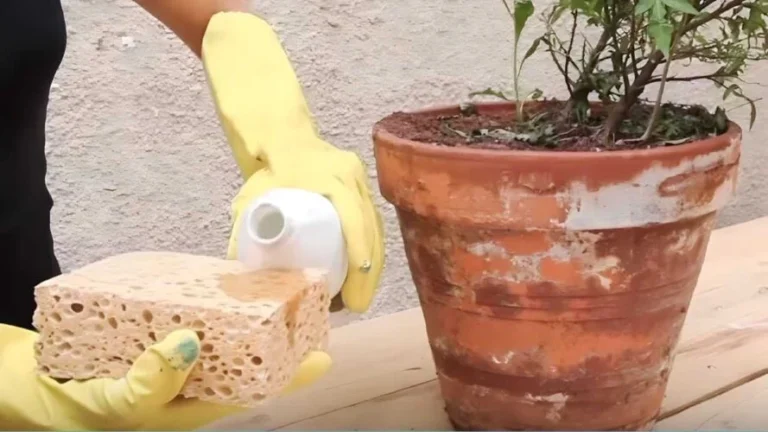 White marks on terracotta pots, how to make stains disappear: the solution