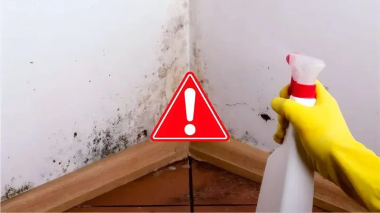 Bleach, be careful: here’s why you should never use it against mold