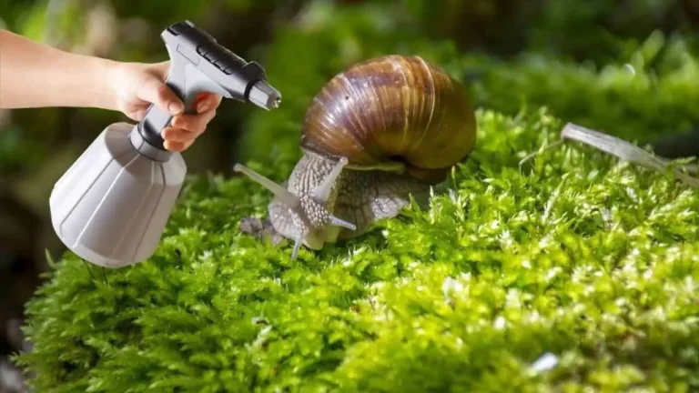 Goodbye mealybugs, aphids, snails and parasites on plants: this product is enough