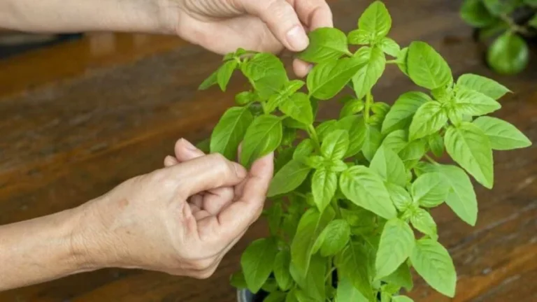 Never remove the leaves of the basil plant in this way: you make it die immediately