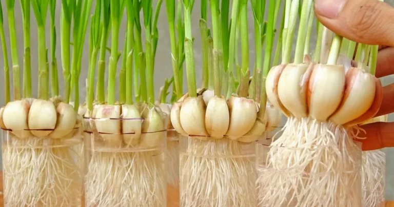 5 garlic growing tips you can’t miss