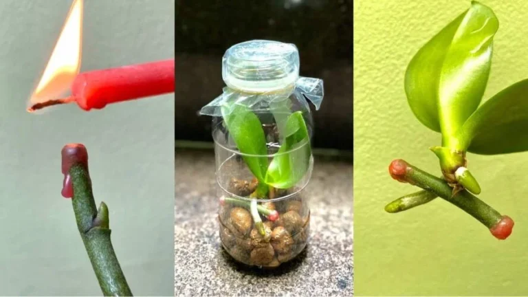 Orchids, how to propagate them with flower twigs to make the plants grow immediately