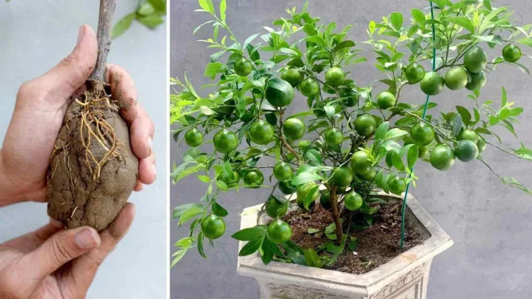 Lemons, if you grow them like this they will last you all year round: the very simple method