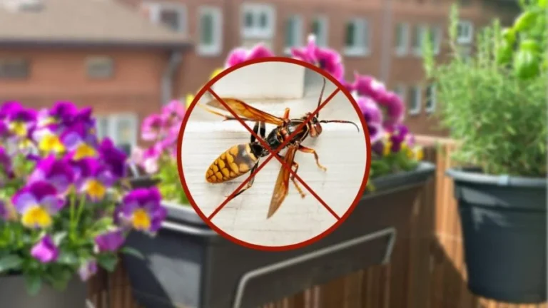 Wasps and hornets will be a distant memory with this plant on the balcony.