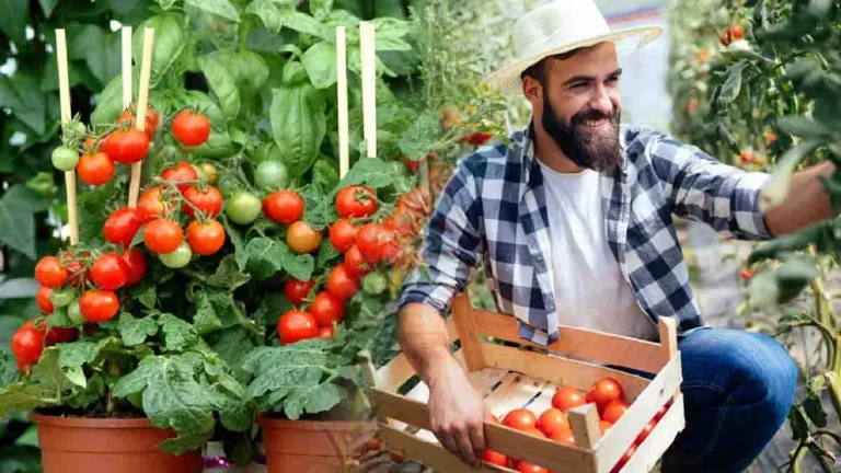 At the end of the season, what to do with tomato plants?
