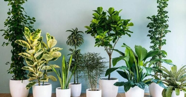 Top 15 plants that don’t need light