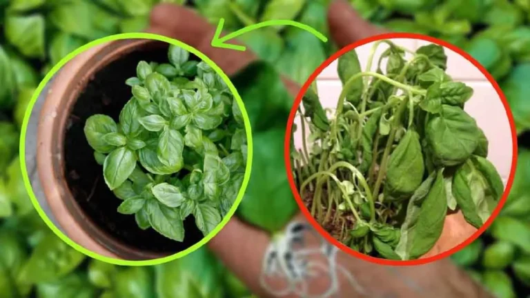 Basil: the cheapest way to multiply it infinitely! Make pesto all winter