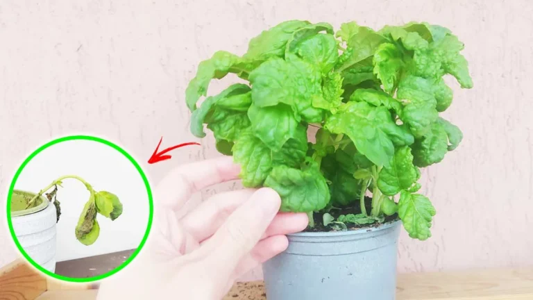 WHY DOES THE BASIL SEEDLING FROM THE SUPERMARKET DRY IMMEDIATELY? 