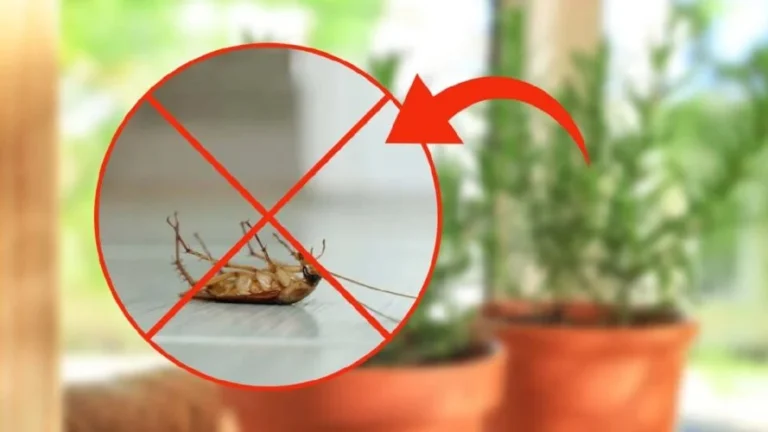 Cockroaches: install this plant in your home and you will never see them again! 