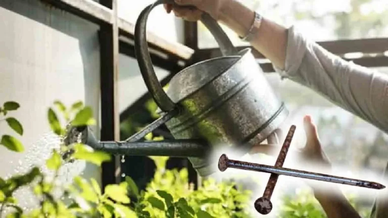 It seems absurd, but rusty nails are perfect for taking care of plants! Find out how!