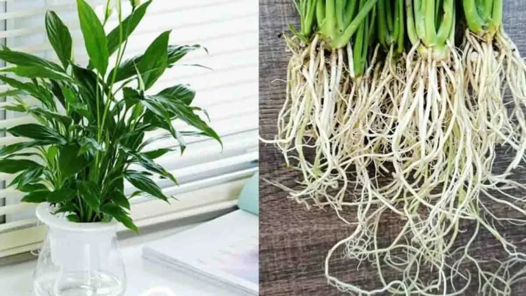 This plant purifies the air! Grow it in water with zero care!