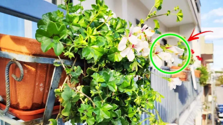 5+1 TIPS TO KEEP YOUR BALCONY BEAUTIFUL AND FULL OF FLOWERS