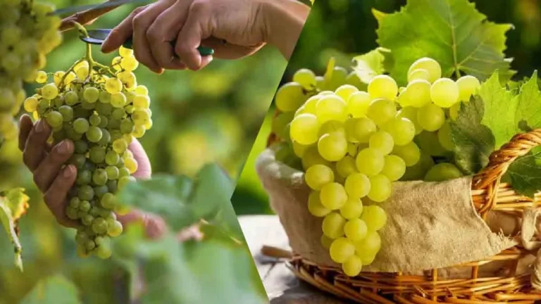 How to store grapes correctly? Be careful of this mistake that you should never make! 