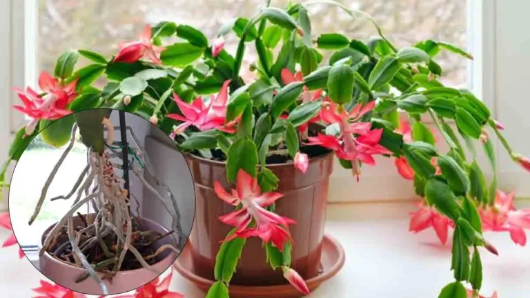 How does an orchid cactus reproduce starting from the stems? 