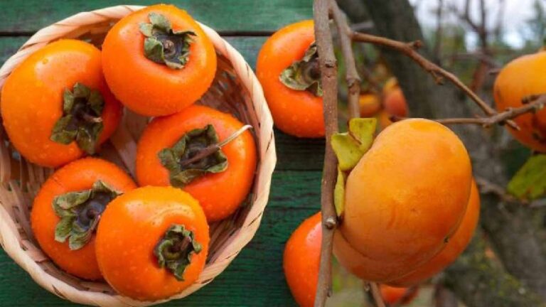 How do persimmons ripen? Here is the progressive maturation technique!