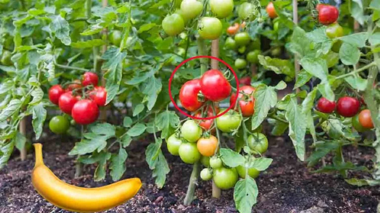 How do you make tomatoes ripen in a short time?