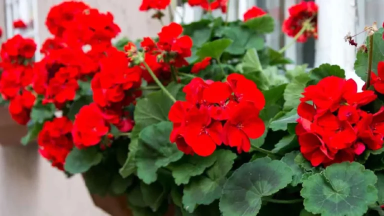 How can you keep your geranium alive when you go on holiday?