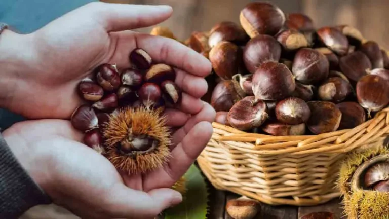 Chestnuts: put them in water to recognize the good ones! 