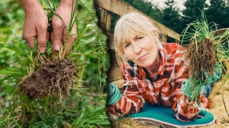 How can lemon verbena be eliminated permanently? 